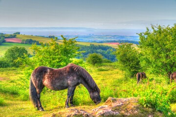 Exmoor pony grazing view to Hinkley Point Nuclear Power Station in bright colourful HDR in Uk...
