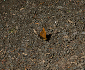 Argynnis paphia butterfly on the ground
