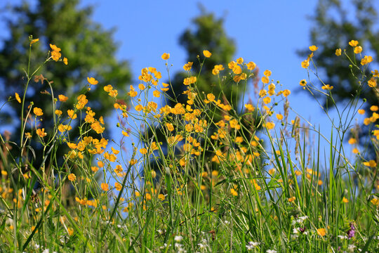 Buttercups blooming in springtime meadow