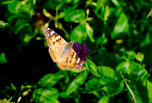 Painted lady(Vanessacardui)perching on wildflower