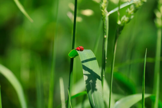 Ladybugs mating on green leaf