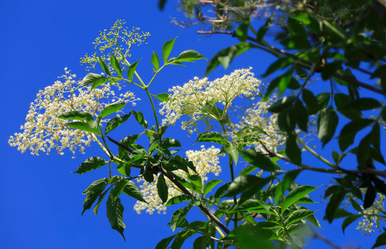White elderflower blooming in spring