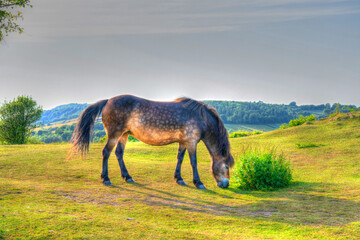 Exmoor pony grazing The Quantock Hills HDR in Uk countryside