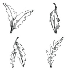 Arugula vector isolated plant with leaves. Herbal engraved style illustration. Detailed organic product sketch.The best for design logo, menu, label, icon, stamp.