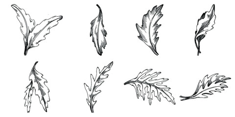 Arugula vector isolated plant with leaves. Herbal engraved style illustration. Detailed organic product sketch.The best for design logo, menu, label, icon, stamp.