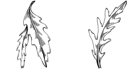 Arugula vector isolated plant with leaves. Herbal engraved style illustration. Detailed organic product sketch.The best for design logo, menu, label, icon, stamp.