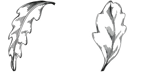 Arugula vector isolated plant with leaves. Herbal engraved style illustration. Detailed organic product sketch.The best for design logo, menu, label, icon, stamp.