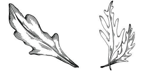 Arugula vector isolated plant with leaves. Herbal engraved style illustration. Detailed organic product sketch.The best for design logo, menu, label, icon, stamp.