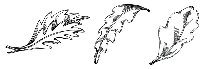 Arugula vector isolated plant with leaves. Herbal engraved style illustration. Detailed organic product sketch.The best for design logo, menu, label, icon, stamp.