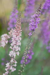 close up of toadflax