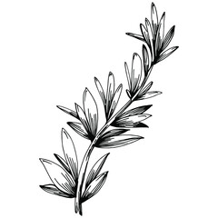 Rosemary branches and leaves isolated Vector hand drawn Sketch. Food illustration. Vintage style. The best for design logo, menu, label, icon, stamp.