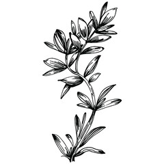 Rosemary branches and leaves isolated Vector hand drawn Sketch. Food illustration. Vintage style. The best for design logo, menu, label, icon, stamp.