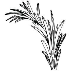 Rosemary branches and leaves isolated Vector hand drawn Sketch. Food illustration. Vintage style. The best for design logo, menu, label, icon, stamp.