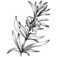 Rosemary branches and leaves isolated Vector hand drawn Sketch. Food illustration. Vintage style. The best for design logo, menu, label, icon, stamp.