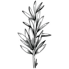 Rosemary branches and leaves isolated Vector hand drawn Sketch. Food illustration. Vintage style. The best for design logo, menu, label, icon, stamp.