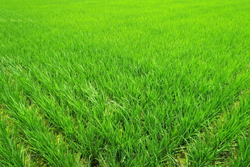 初夏の風に吹かれる近郊の青田風景