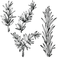 Rosemary branches and leaves isolated Vector hand drawn Sketch. Food illustration. Vintage style. The best for design logo, menu, label, icon, stamp.