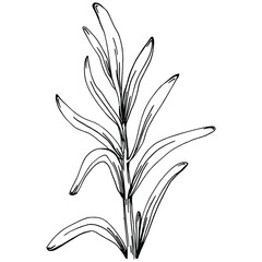 Rosemary branches and leaves isolated Vector hand drawn Sketch. Food illustration. Vintage style. The best for design logo, menu, label, icon, stamp.