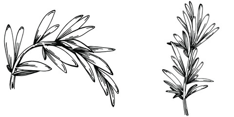 Rosemary branches and leaves isolated Vector hand drawn Sketch. Food illustration. Vintage style. The best for design logo, menu, label, icon, stamp.