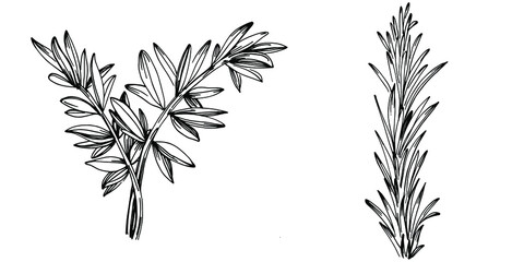 Rosemary branches and leaves isolated Vector hand drawn Sketch. Food illustration. Vintage style. The best for design logo, menu, label, icon, stamp.