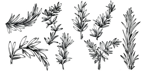 Rosemary branches and leaves isolated Vector hand drawn Sketch. Food illustration. Vintage style. The best for design logo, menu, label, icon, stamp.