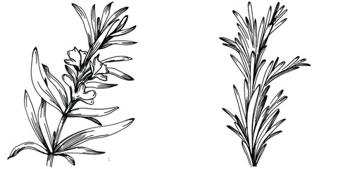 Rosemary branches and leaves isolated Vector hand drawn Sketch. Food illustration. Vintage style. The best for design logo, menu, label, icon, stamp.