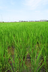 初夏の風に吹かれる近郊の青田風景