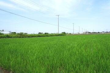 初夏の風に吹かれる近郊の青田風景