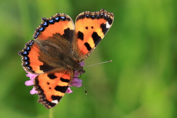 Small tortoiseshell (Aglais urticae), colorful butterfly on meadow flower