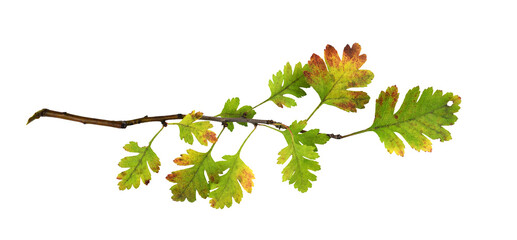 Autumn twig with colorful leaves isolated