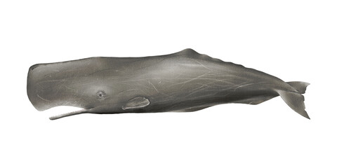 Hand-drawn watercolor sperm whale illustration isolated on white background. Cachalot. Underwater ocean creature. Marine mammal. Toothed whales animals collection © Diana Askarova