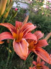 Fototapeta premium Photos of luxurious lines are perfect for your design, landing, banner, or flyer. Elegant flowers