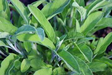 Fototapeta na wymiar Salvia officinalis or common sage - perennial subshrub, used in medicinal and culinary. Bush of aromatic sage growing outdoors in the garden