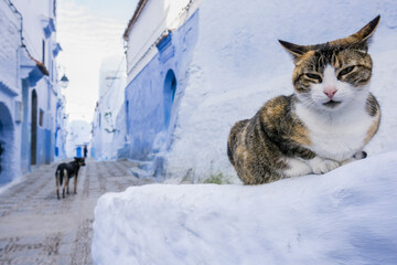 gato en un callejon azul, Chefchauen, -Chauen-, Marruecos, norte de Africa, continente africano