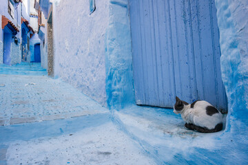 gato en un callejon azul, Chefchauen, -Chauen-, Marruecos, norte de Africa, continente africano