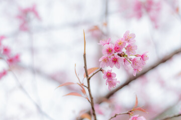Blossom branch peach pink flowers or Phaya Suea Krong . cherry blossom.
Wild Himalayan Cherry, scientific name prunus cerasoides, is a plant that belongs to the genus Prunus.
