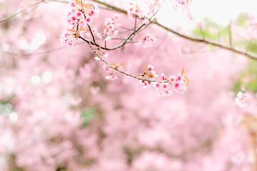 Fototapeta na wymiar Blossom branch peach pink flowers or Phaya Suea Krong . cherry blossom. Wild Himalayan Cherry, scientific name prunus cerasoides, is a plant that belongs to the genus Prunus.