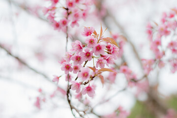 Blossom branch peach pink flowers or Phaya Suea Krong . cherry blossom.
Wild Himalayan Cherry, scientific name prunus cerasoides, is a plant that belongs to the genus Prunus.