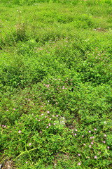 Fototapeta na wymiar アカバナユウゲショウとウマゴヤシ咲く初夏の野原風景