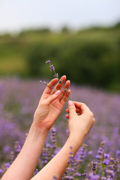 hands holding a lavender flower © Анастасия Безсмертна