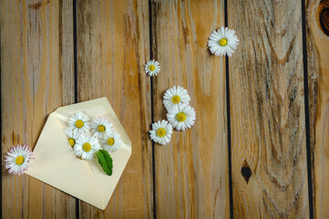White daisy flowers on a wooden background, in a small envelope. Top view, flat lay, selective focus with copy space. natural lighting