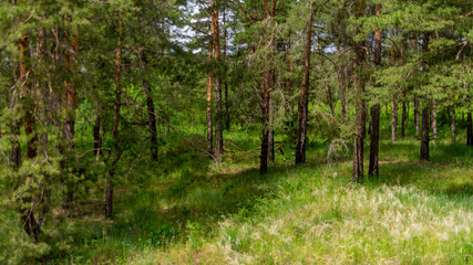 Fototapeta na wymiar Forest and forest lakes in Samarskaya Luka National Park!