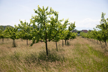 Apple orchard in spring.