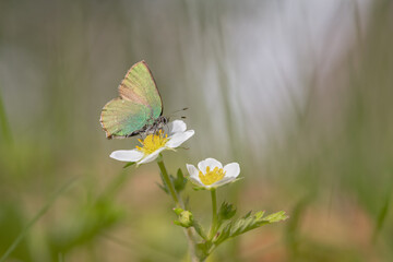 Green hairstreak butterfly (Callophrys rubi) feeding nectar from a wild strawberry flower