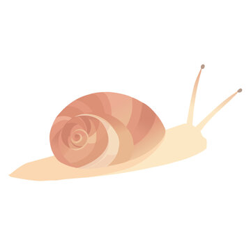 カタツムリ Images Browse 4 160 Stock Photos Vectors And Video Adobe Stock