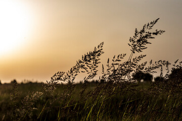 grass at sunset