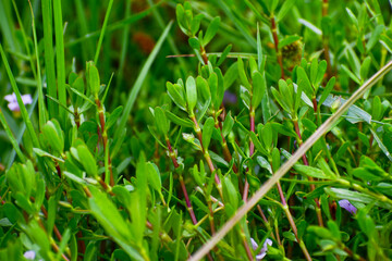 Fresh green grass background 