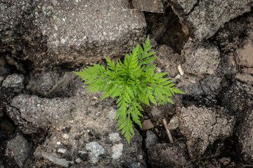 ragweed plant grows in asphalt