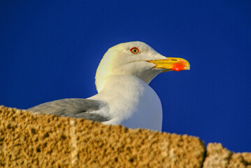 Gaviota sobre la muralla.Essaouira (mogador). Costa Atlantica. Marruecos. Magreb. Africa.