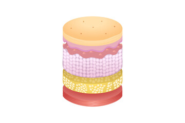 Normal Human Skin Split Layers Isometric Cylinder with Muscle